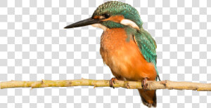 Coraciiformes  HD Png Download