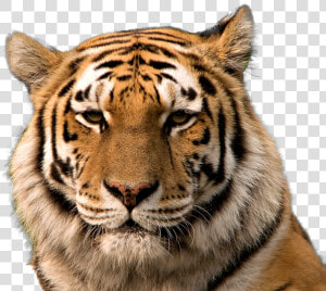 Transparent Tiger Background   Tiger American  HD Png Download