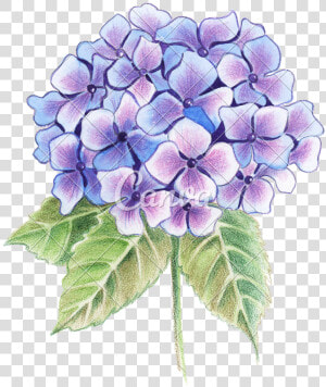 Hydrangea Transparent Watercolor   Drawing Flowers For Watercolor  HD Png Download
