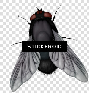 House Fly   Png Download   Fly Vector Png  Transparent Png