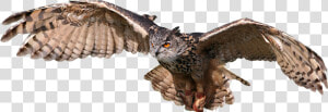 Bird bird Of Prey wing osprey eastern Screech Owl beak owl golden   Harry Potter Owl Flying  HD Png Download