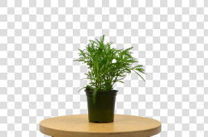 Lavender French   Houseplant  HD Png Download