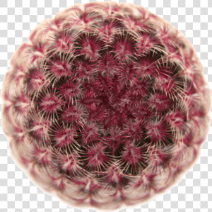 Most Beautiful Cacti Species  HD Png Download
