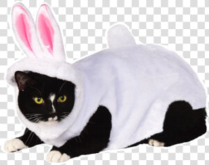 Cat In Bunny Costume   Transparent Png Costume Cat Png  Png Download