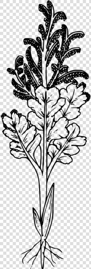 Black And White Wildflower No Background  HD Png Download
