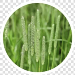 Timothy Grass  HD Png Download