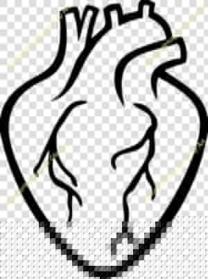 Transparent Realistic Heart Clipart   Real Heart Shape Outline  HD Png Download
