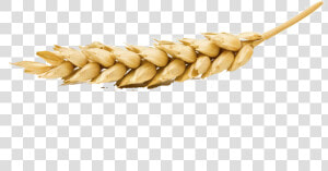 Wheat Png Transparent Image   Wheat On White Background  Png Download