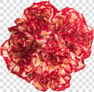 Carnation Png  Transparent Png