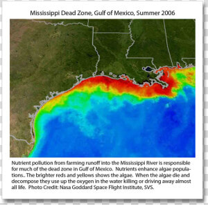 Gulf Of Mexico Hypoxia Zone  HD Png Download