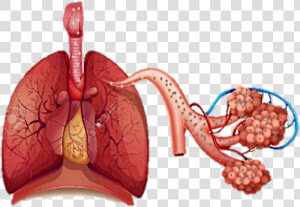 Disease Of Organ System   Png Download  Transparent Png