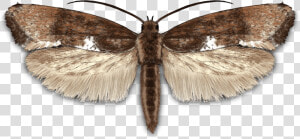 Leek Moth   Peppered Moth  HD Png Download