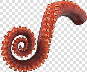 Octopus Tentacle Png  Transparent Png