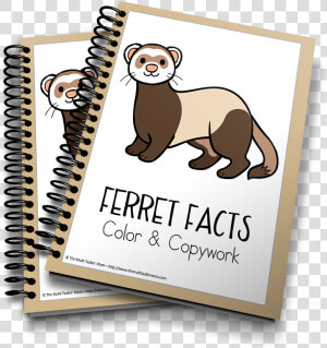 Ferrets Color And Copywork   3d Life Cycle Of Butterfly  HD Png Download