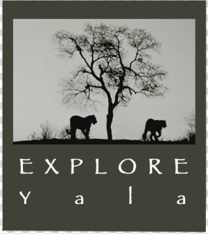 Yala Safari Camp   Silhouette  HD Png Download