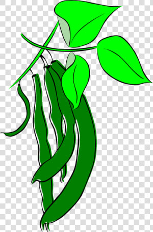 Beans  Leguminous Plants  Pulse  Legumes  Garden   Beans Cartoon  HD Png Download