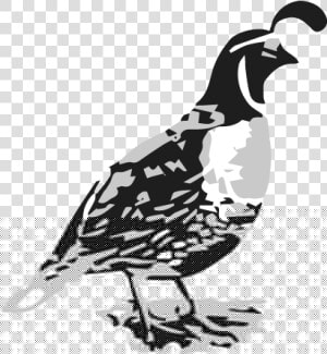 Quail Png  Transparent Png