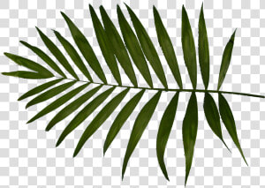 Palm Clipart Fern   Palm Trees  HD Png Download