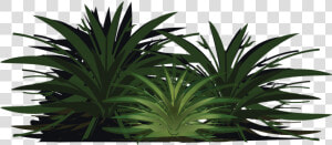 Palm Tree  Wood  Paper  Leaves  Plant  Bush  Foliage   Sabal Palmetto  HD Png Download
