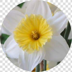 Narcissus  HD Png Download