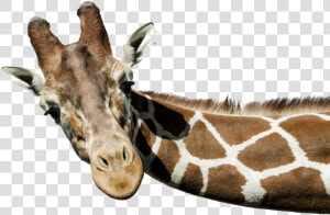 Giraffe Png Free Background   Giraffe Png  Transparent Png