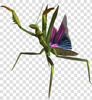 Mantis Png Picture   Fnv Mantis  Transparent Png