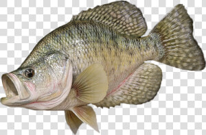 Crappie Fish Png  Transparent Png