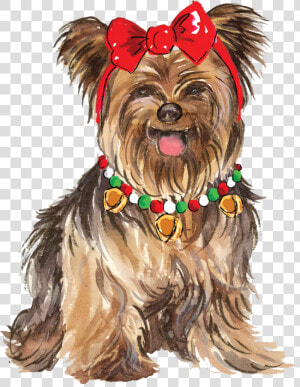 Yorkshire Terrier  HD Png Download