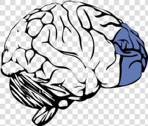 Prefrontal Cortex Of The Brain   Prefrontal Cortex No Background  HD Png Download