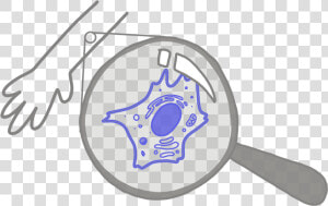 Image Of A Blue Somatic Cell Under A Magnifying Glass   Somatic Cells  HD Png Download