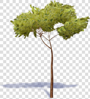 Stone Pine Tree   Stone Pine Tree Png  Transparent Png