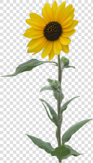 Sunflowers Png Single   Transparent Background Sunflower Clipart  Png Download