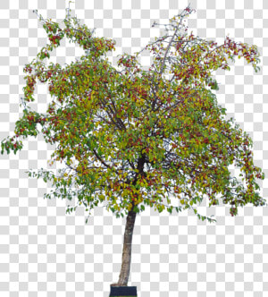 The Cherry Trees    Green Cherry Tree Png  Transparent Png