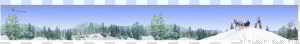 Shortleaf Black Spruce  HD Png Download