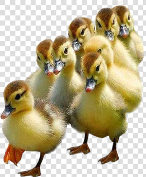 Ducklings Transparent Image Bird Image   Ducklings With Transparent Background  HD Png Download