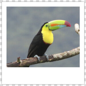Tucan Img   Toucan  HD Png Download