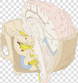 Nervous System Png  Transparent Png
