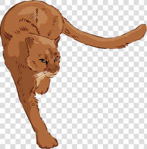 Free Lion Clipart   Cougar Clipart Free  HD Png Download