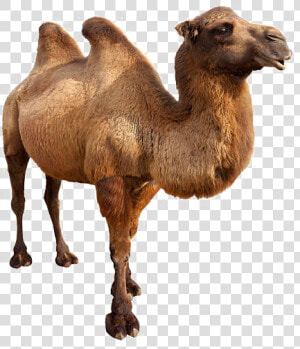 Camel Png Free Background   Animals In Danger Book  Transparent Png