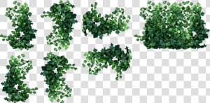 Ivy Clipart Watermelon Vine   Hanging Plants Plan View  HD Png Download