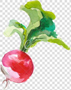 Clip Art Beet Vector  HD Png Download