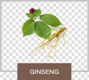 Ginseng With Leaf  HD Png Download