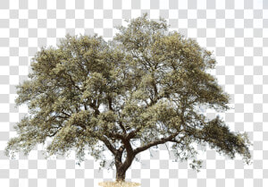 Mediterranean Trees  HD Png Download