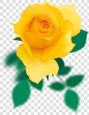 Floribunda  HD Png Download