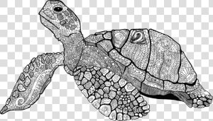 Floral Line Art Big   Line Art Turtle Png  Transparent Png