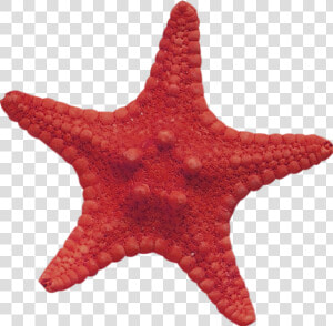 Tube Png Étoile De Mer   Png Etoile De Mer  Transparent Png