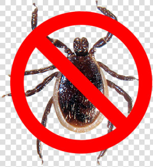 Tick Spray   Hornet  HD Png Download