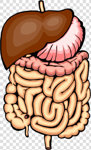 Digestive System Clip Art   Digestive System No Parts  HD Png Download