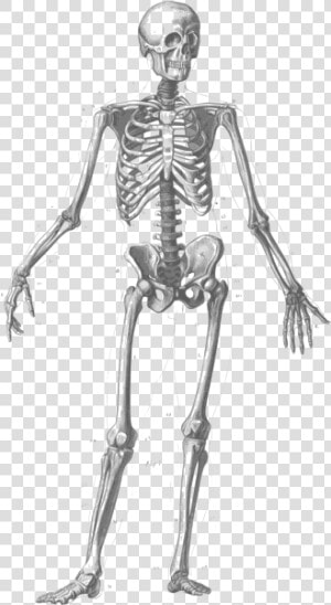 Skeleton figure Drawing human   Many Bones In Human Body  HD Png Download