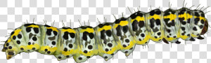 Caterpillar Mopane Worm Pest Educational Technology   Caterpillar Png  Transparent Png